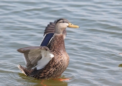 Fundraising Page Image