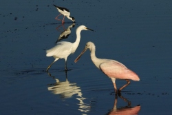 Fundraising Page Image