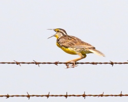 Fundraising Page Image