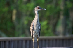 Fundraising Page Image