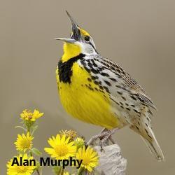 Fundraising Page Image